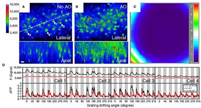 Frontiers | Improving The Way We See: Adaptive Optics Based Optical ...